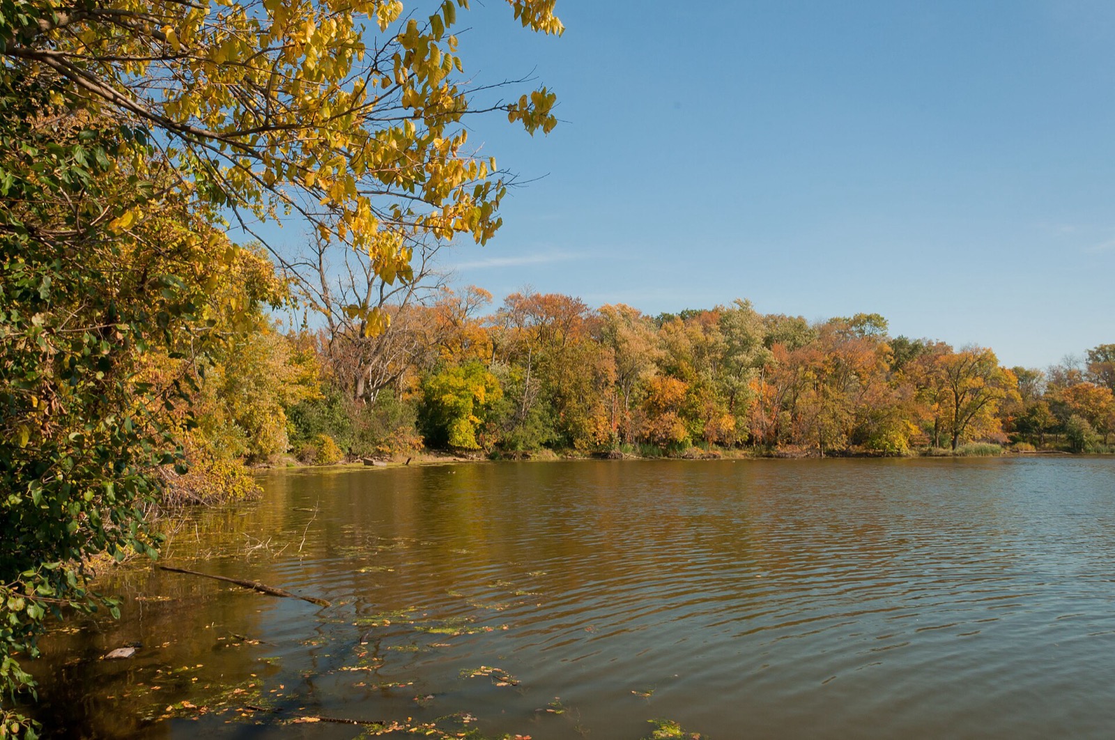 A lagoon at the Skokie Lagoons forest preserve in autumn
